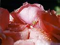 (47) rose